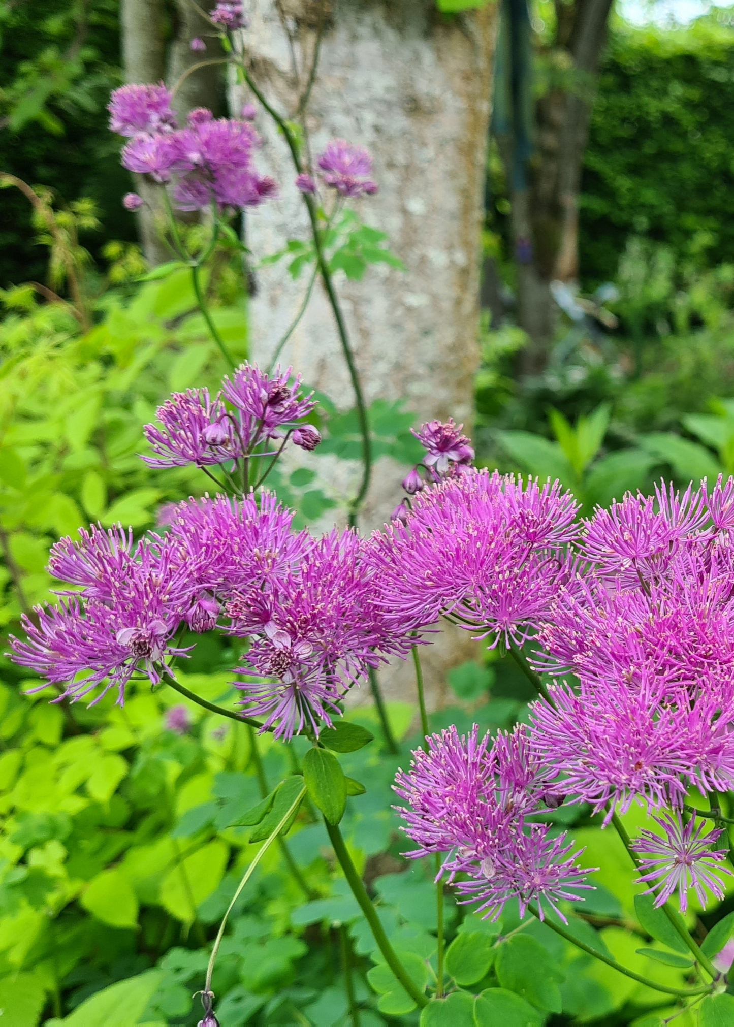 Thalictrum 'Hewitt's Double'