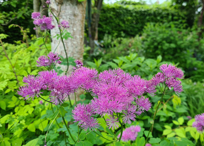 Thalictrum 'Hewitt's Double'