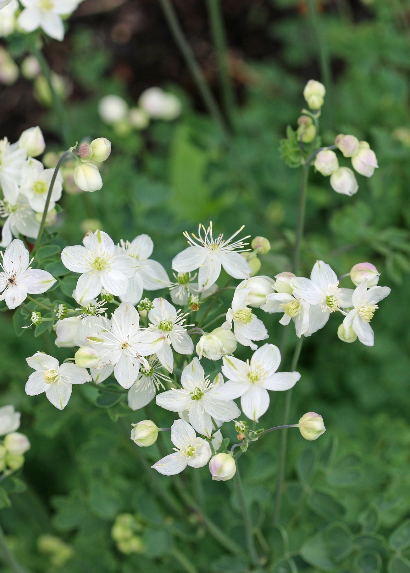 Thalictrum 'Splendide White'