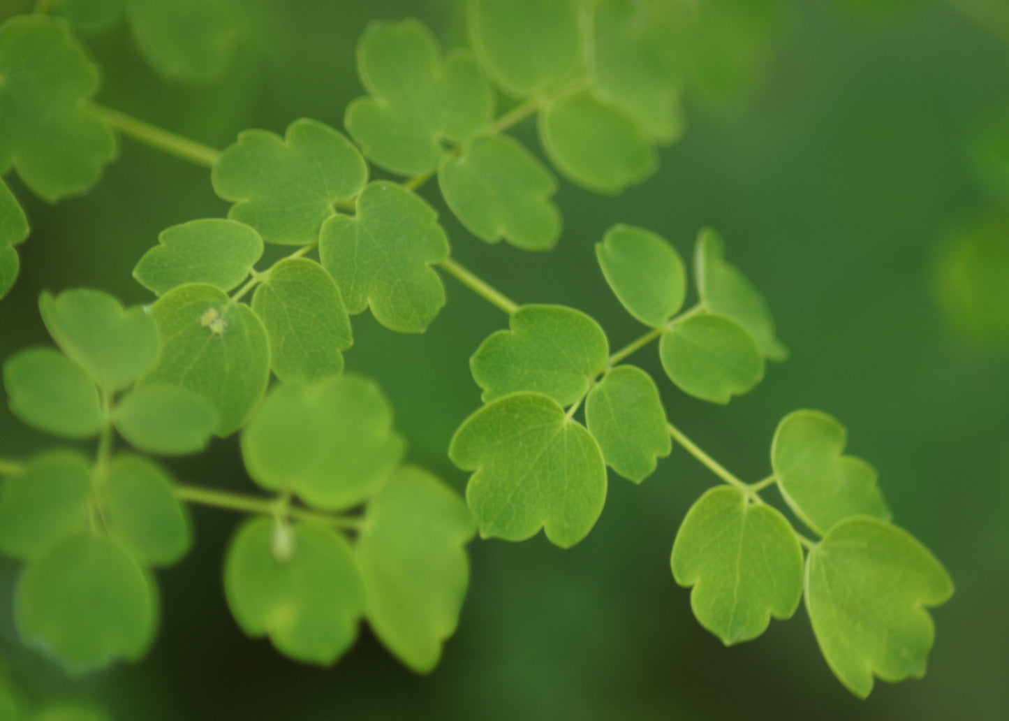 Thalictrum 'Splendide White'