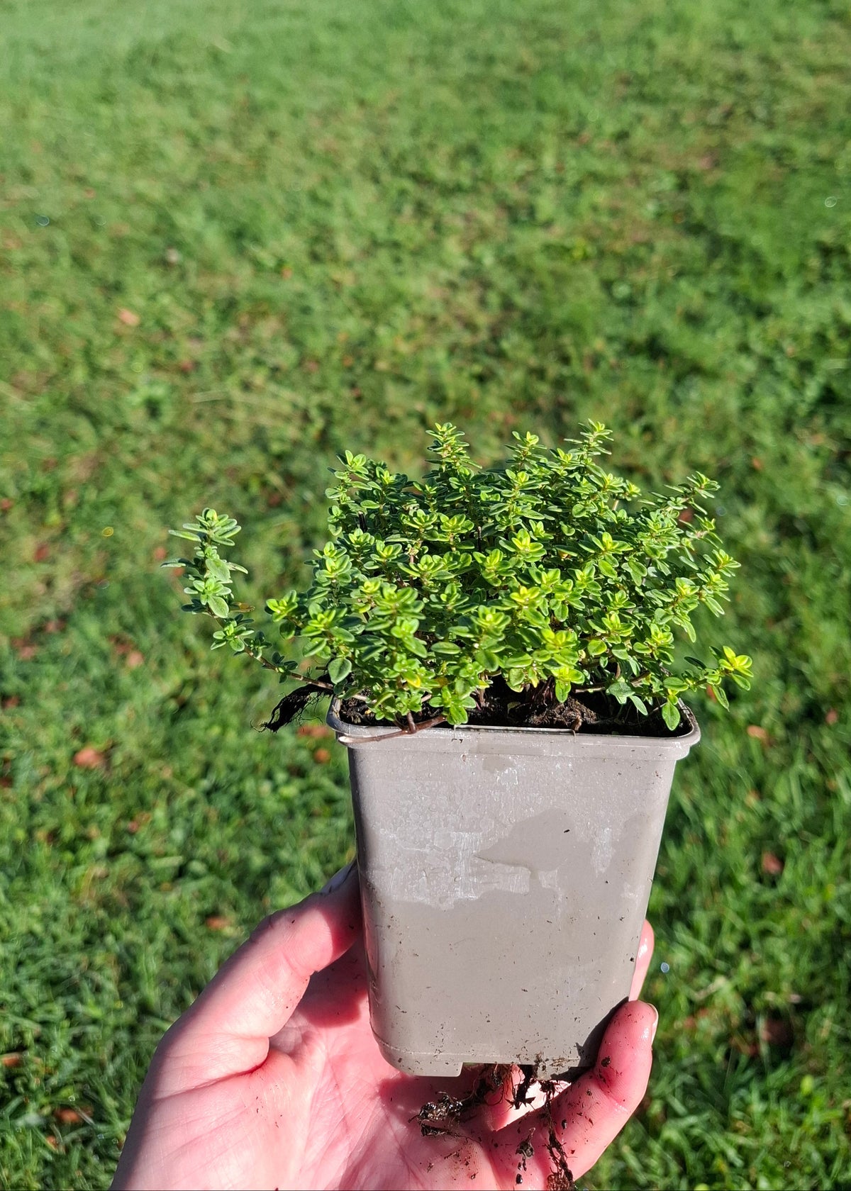 Thyme (Lemon Scented)
