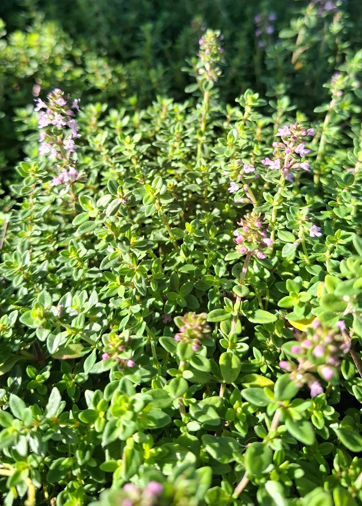 Thyme (Lemon Scented)