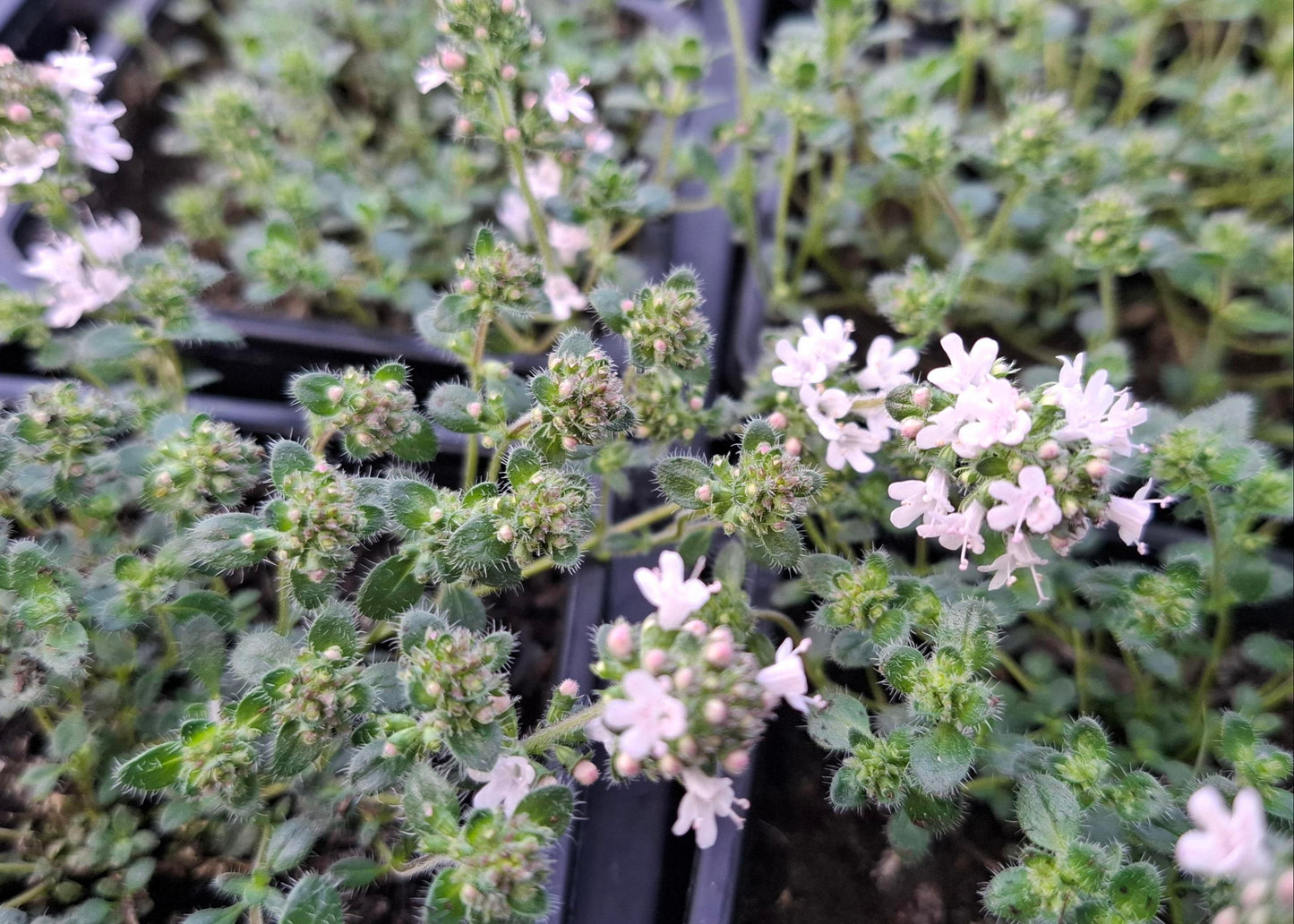 Thymus praecox 'Pink Chintz'