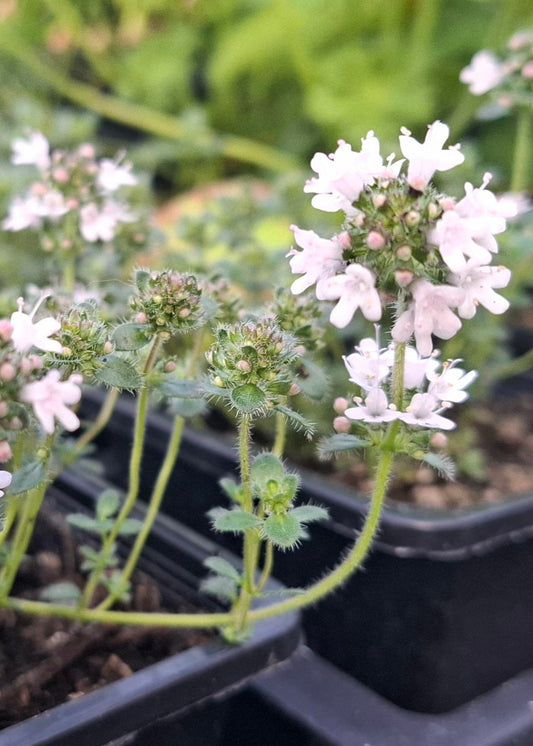 Thymus praecox 'Pink Chintz'