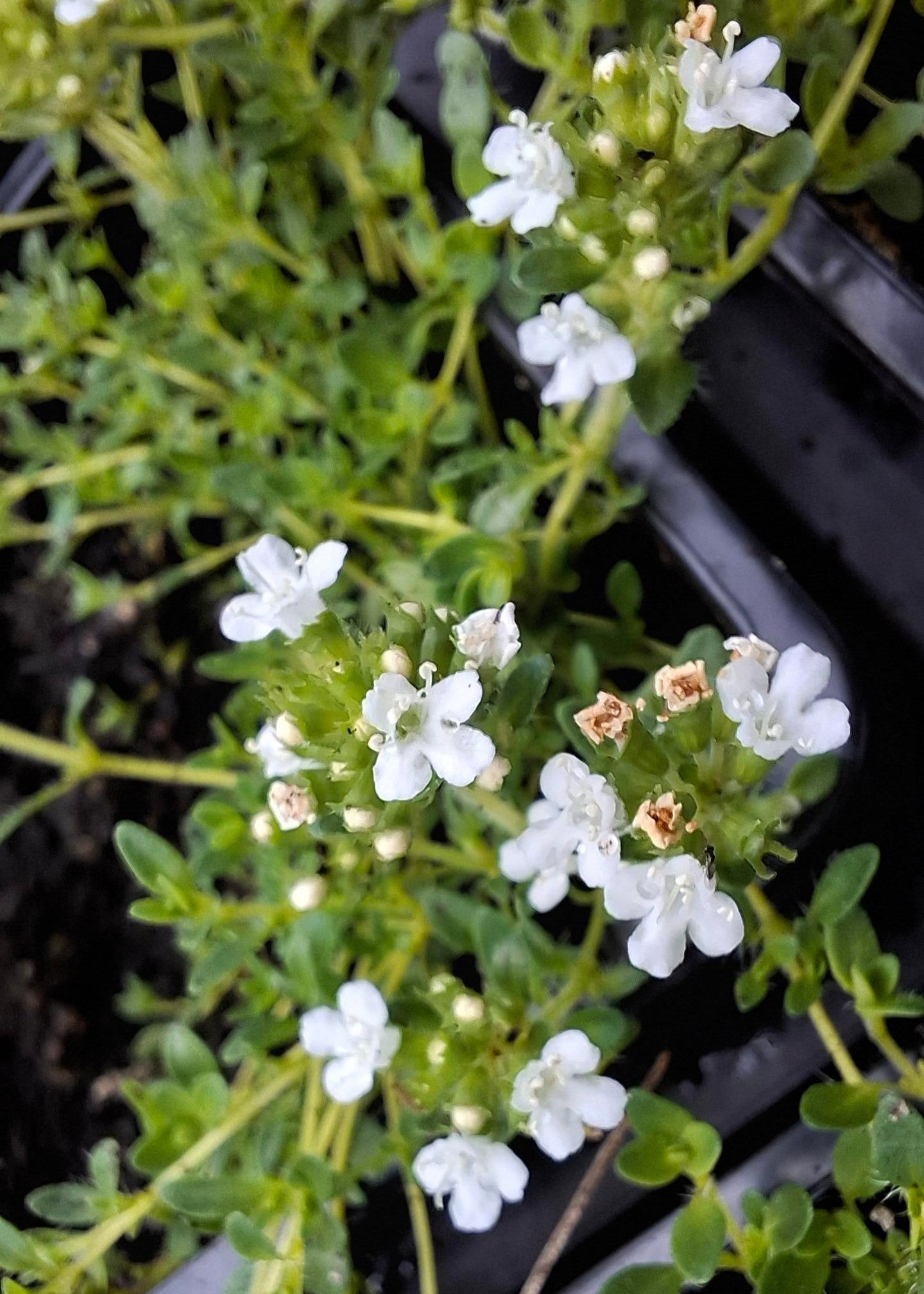 Thymus praecox 'Albiflorus'