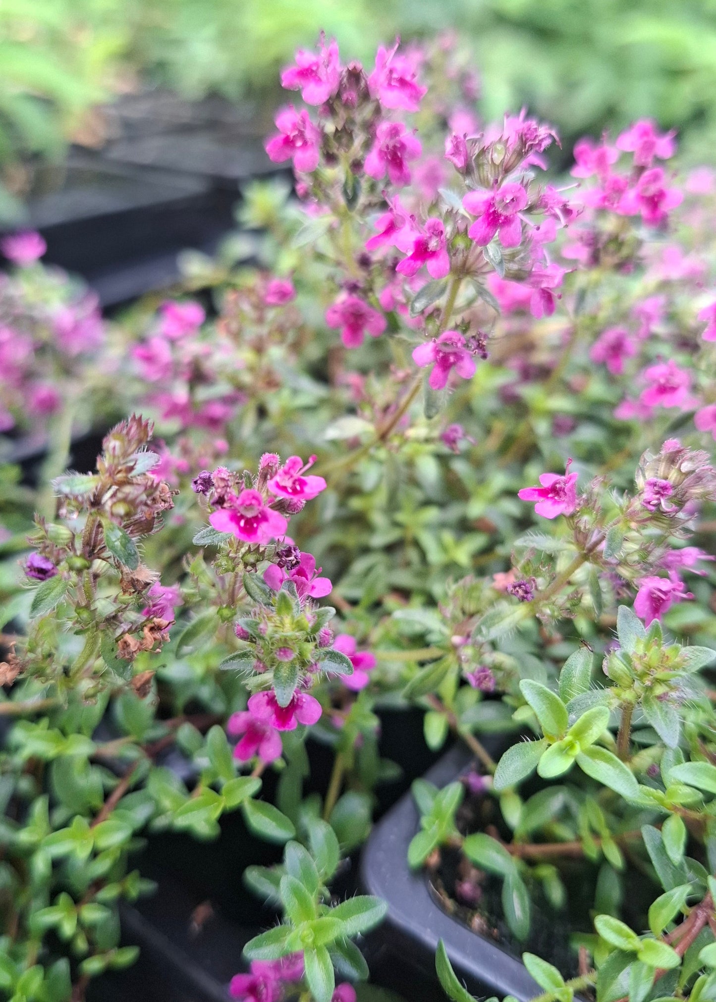 Thymus praecox 'Purple Beauty'