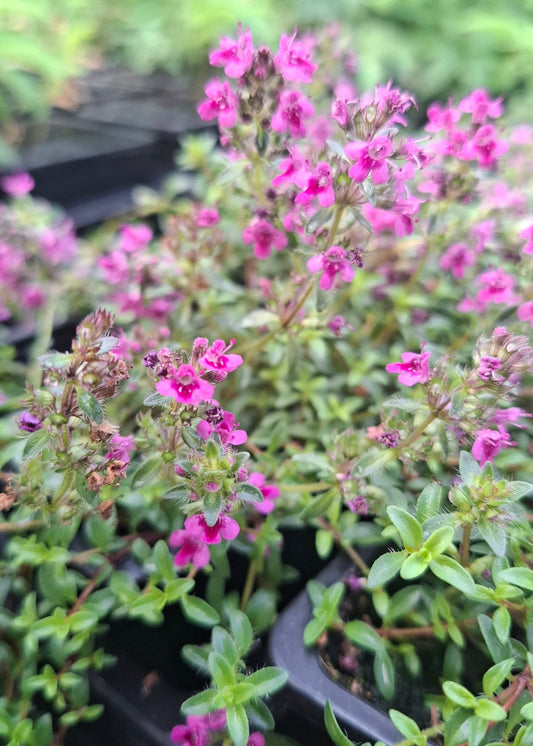 Thymus praecox 'Purple Beauty'