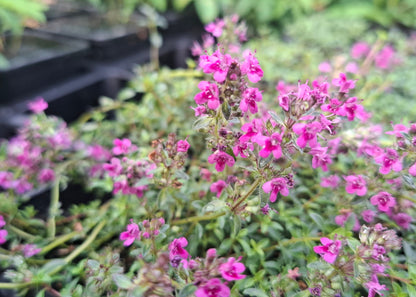 Thymus praecox 'Purple Beauty'