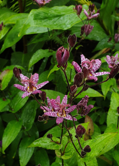 Tricyrtis hirta