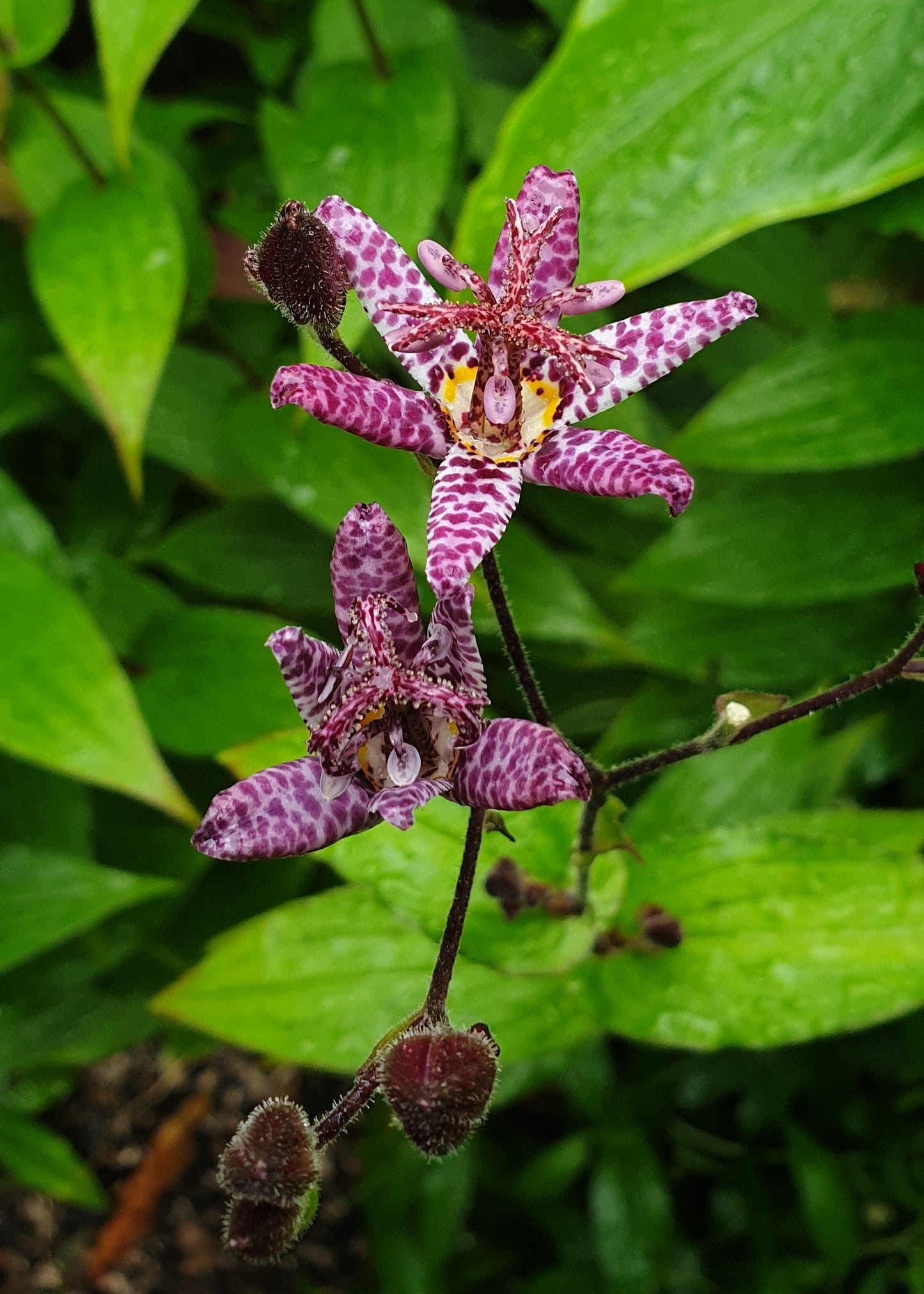 Tricyrtis hirta