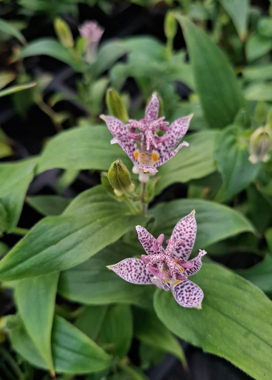 Tricyrtis hirta