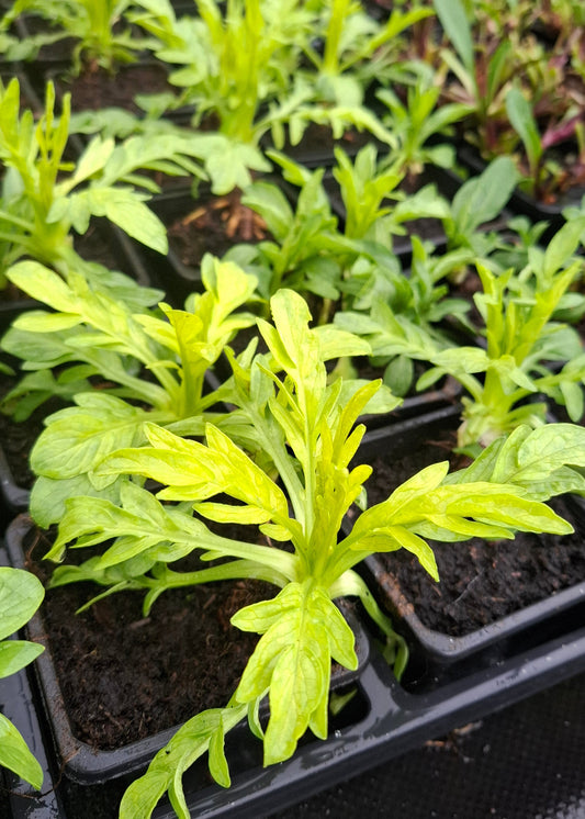 Valeriana phu 'Aurea'