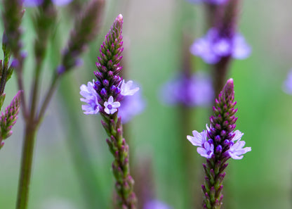 Verbena hastata 'Blue Spires'