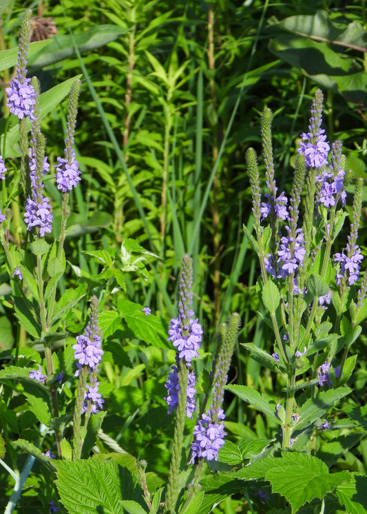 Verbena hastata 'Blue Spires'