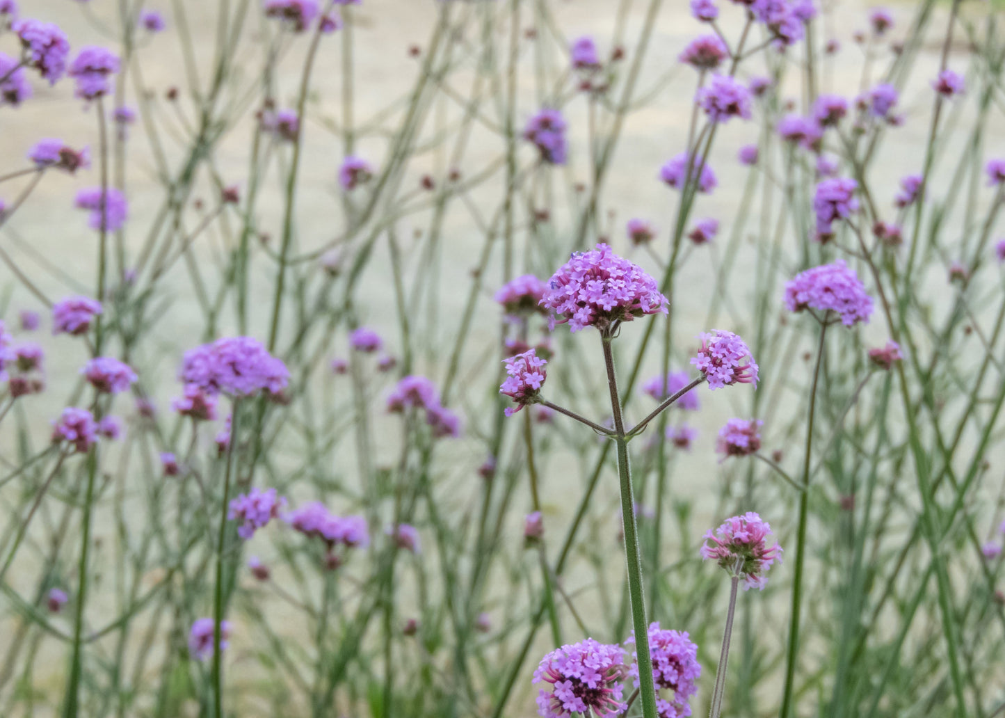 Verbena bonariensis 'Lollipop'
