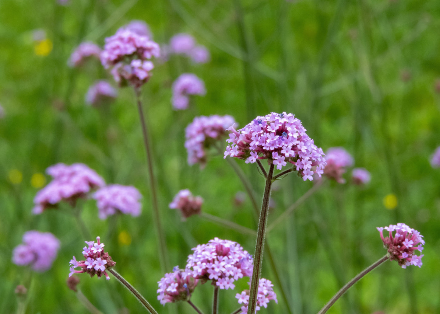 Verbena bonariensis 'Lollipop'