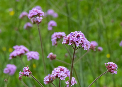 Verbena bonariensis 'Lollipop'
