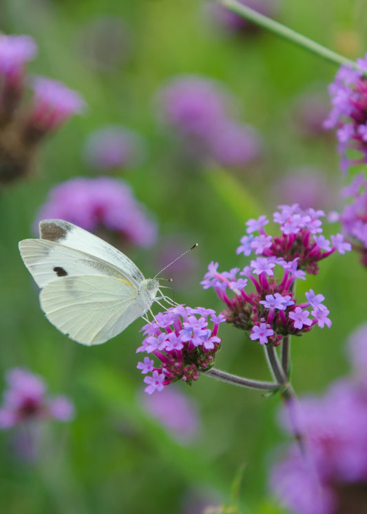 Verbena bonariensis 'Lollipop'
