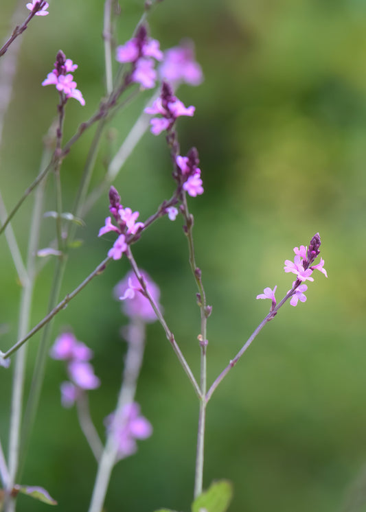 Verbena hastata 'Pink Spires'
