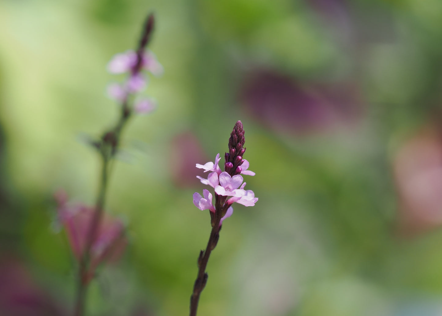 Verbena hastata 'Pink Spires'