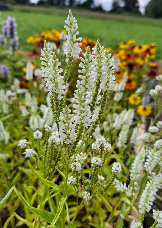 Verbena hastata 'White Spires'