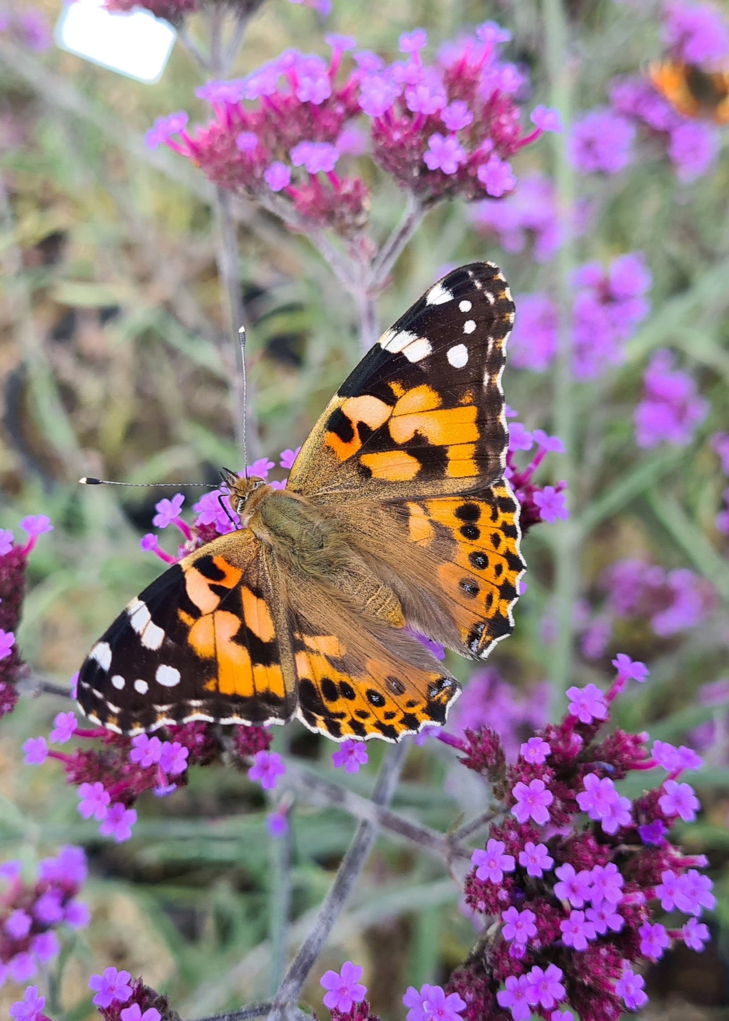 Verbena bonariensis