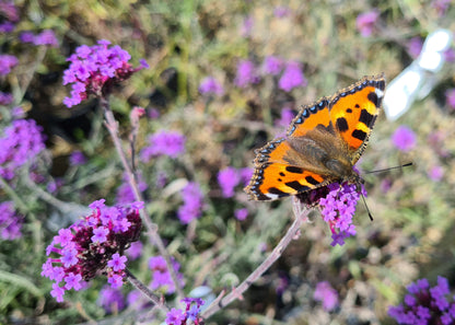 Verbena bonariensis