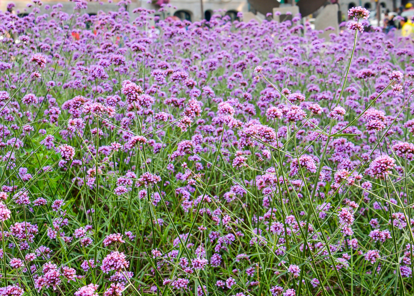Verbena bonariensis