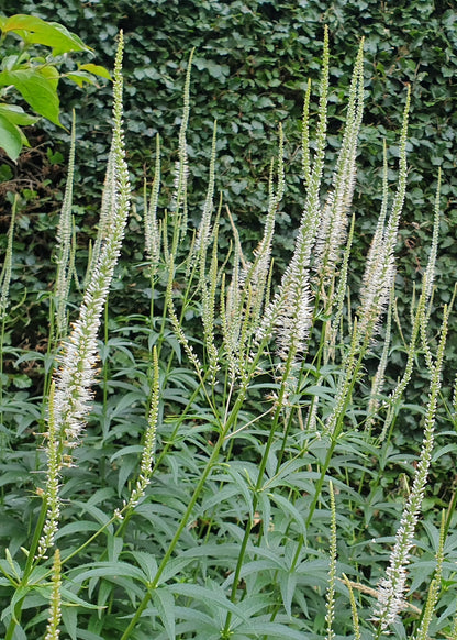 Veronicastrum virginicum 'Diane'