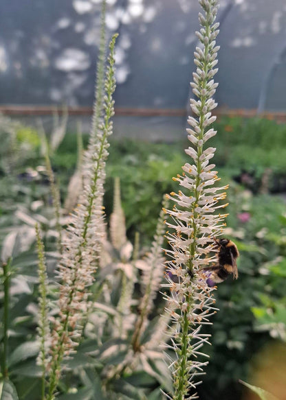 Veronicastrum virginicum 'Diane'