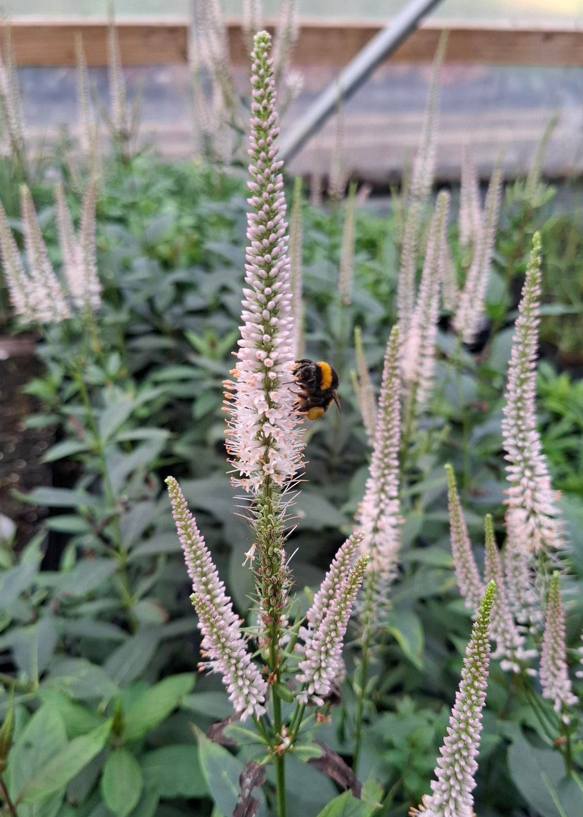 Veronicastrum virginicum 'Light Pink'