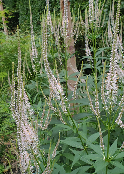 Veronicastrum virginicum 'Light Pink'