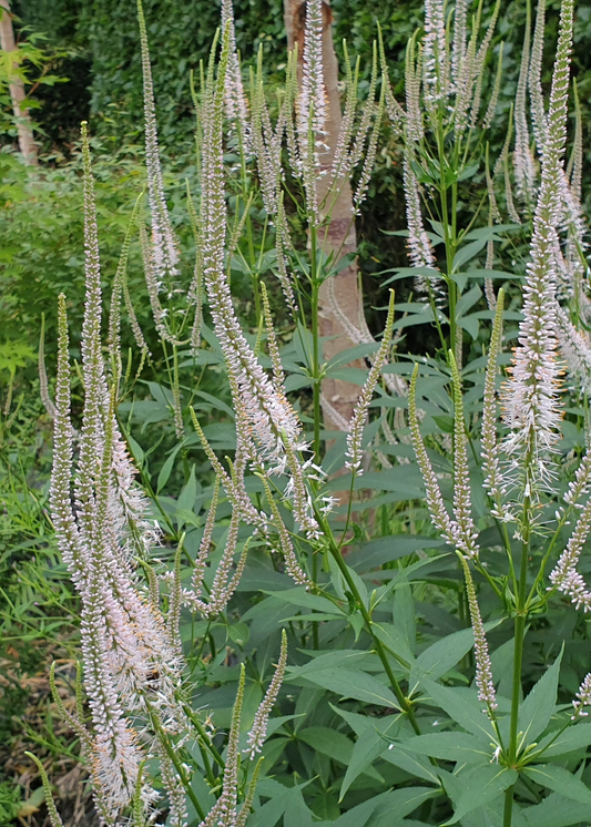 Veronicastrum virginicum 'Light Pink'