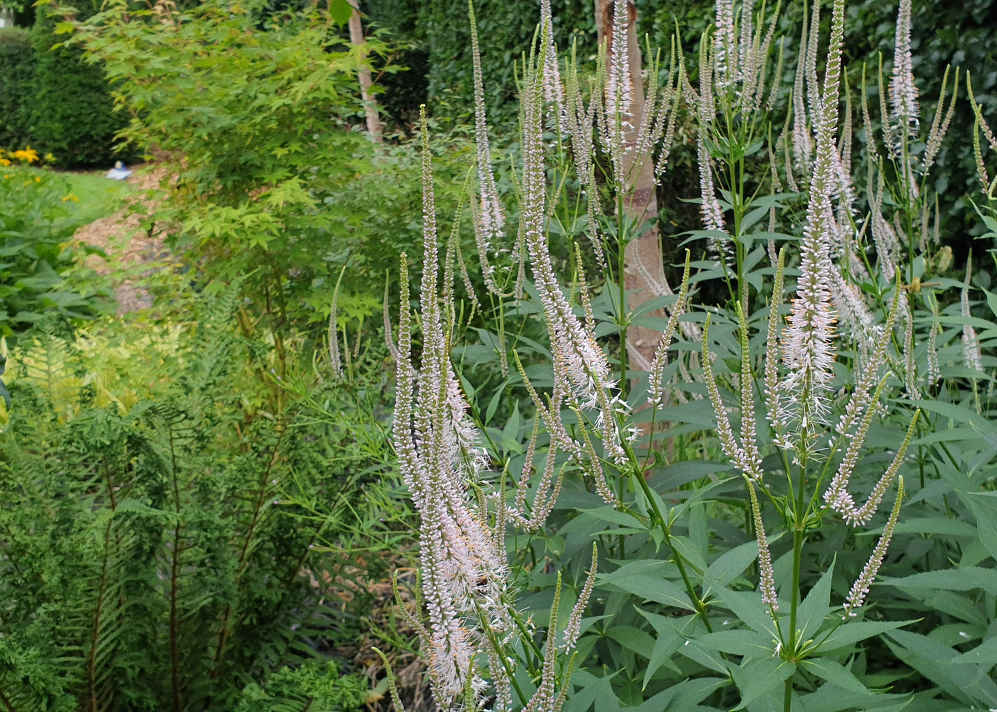 Veronicastrum virginicum 'Light Pink'