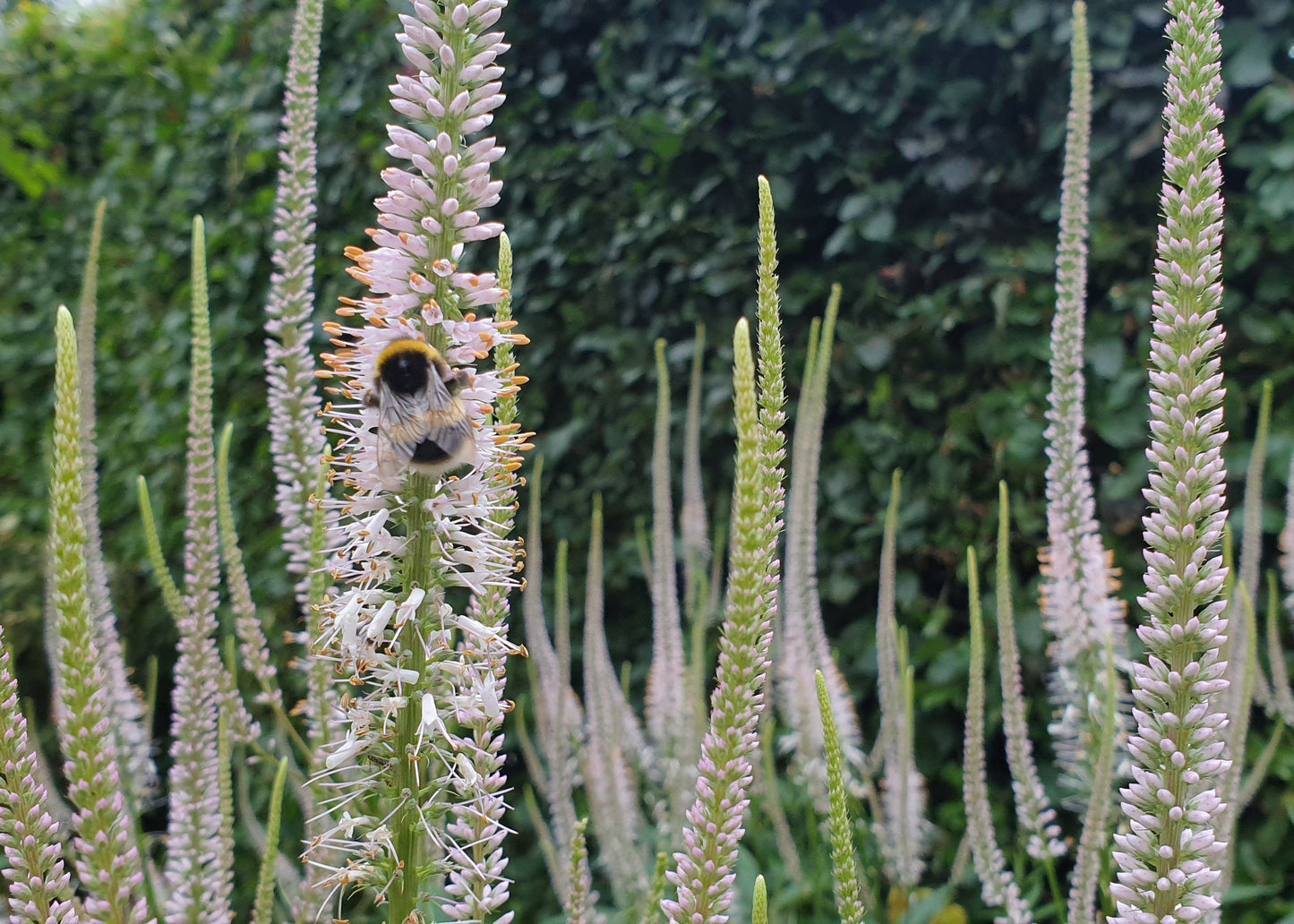 Veronicastrum virginicum 'Light Pink'