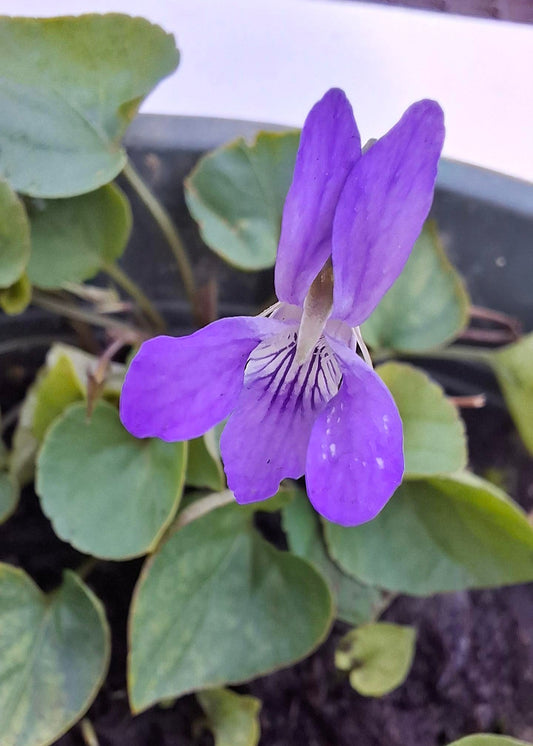 Viola riviniana / Dog Violet