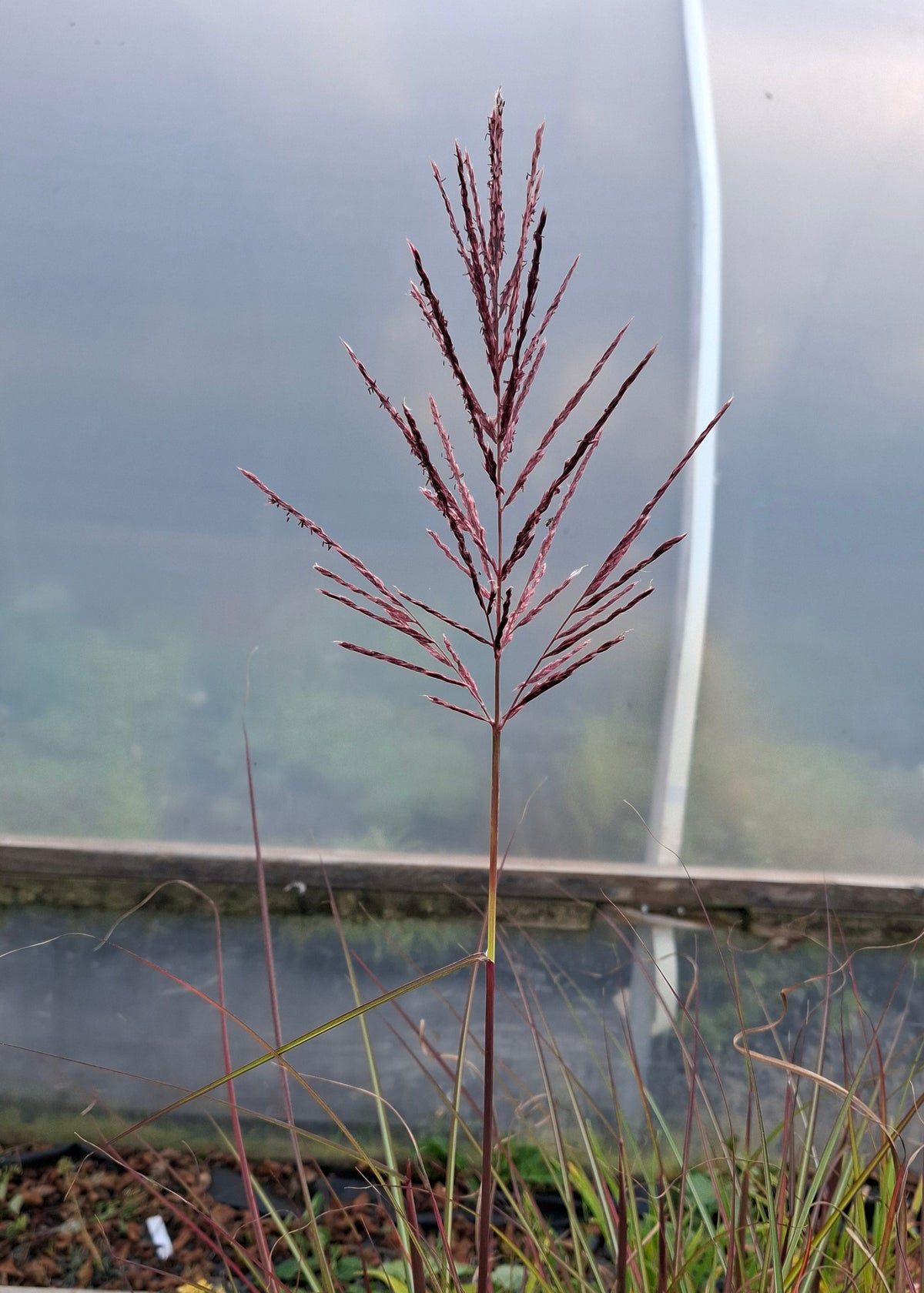 Miscanthus sinensis 'Dread Locks'