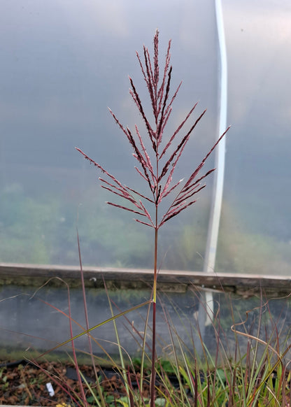 Miscanthus sinensis 'Dread Locks'