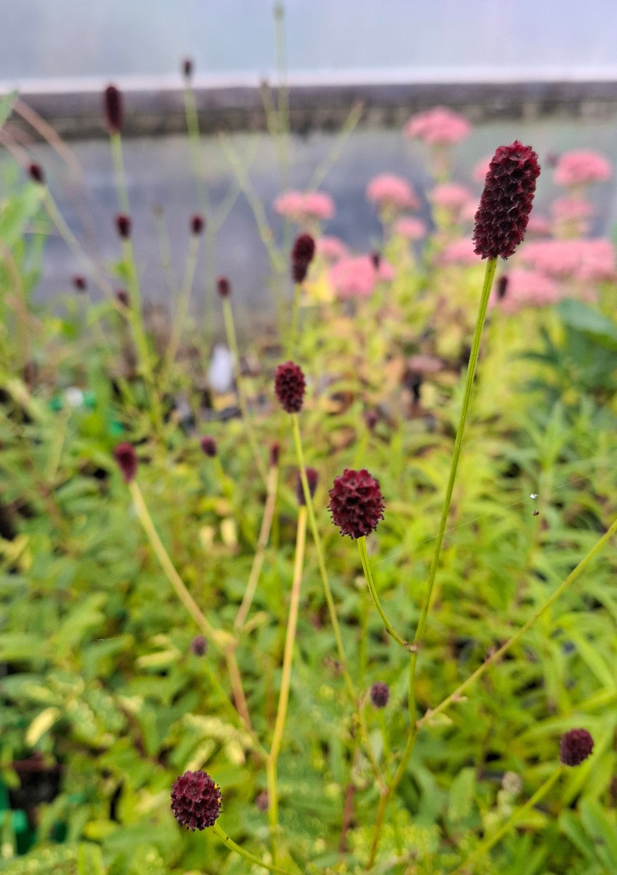 Sanguisorba obtusa 'Lemon Splash'