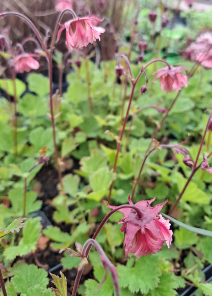 Geum 'Pink Fluffy'