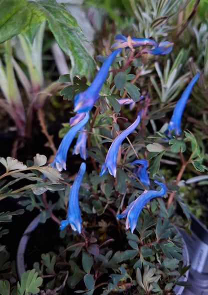 Corydalis 'Blue Heron'