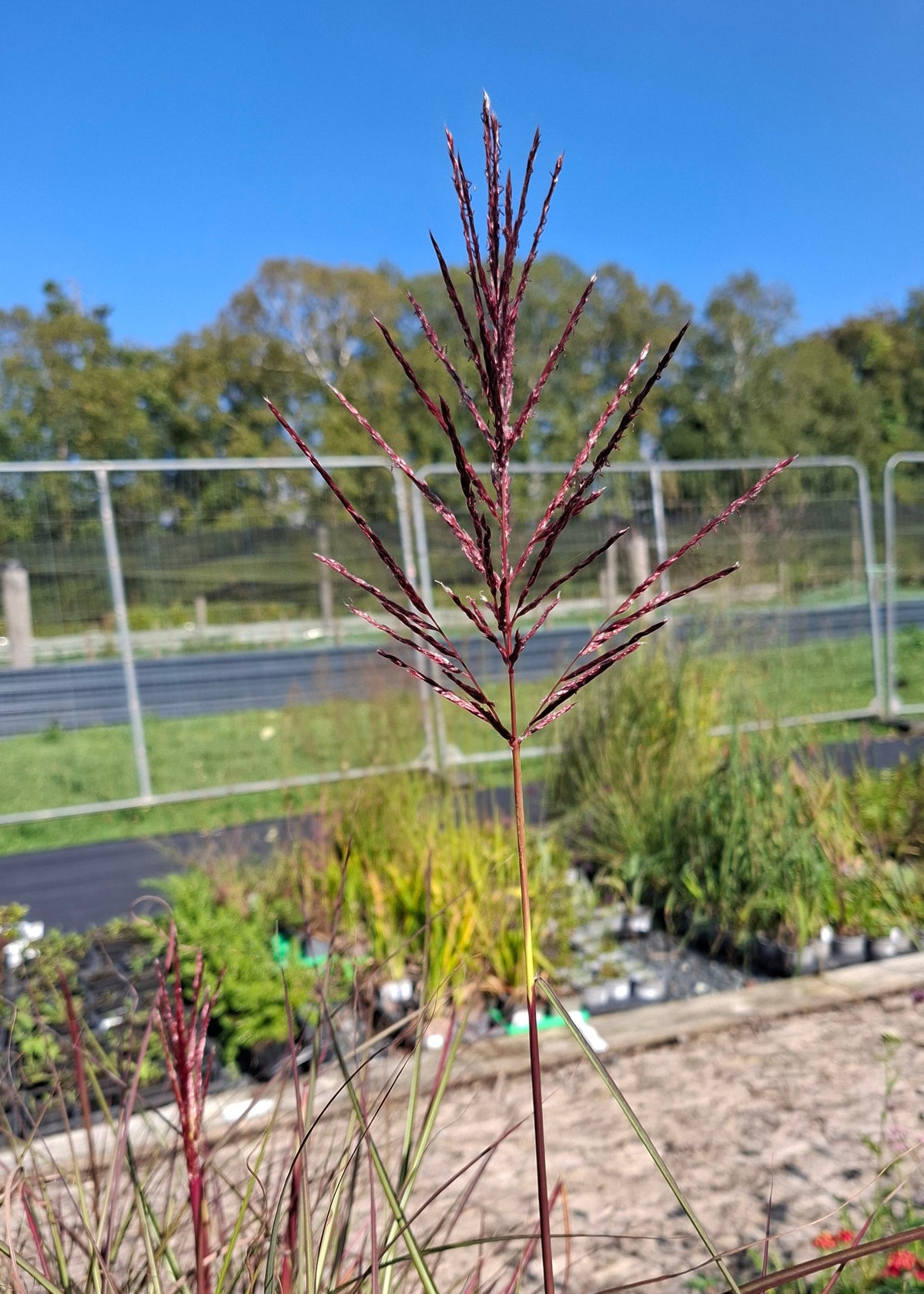 Miscanthus sinensis 'Dread Locks'