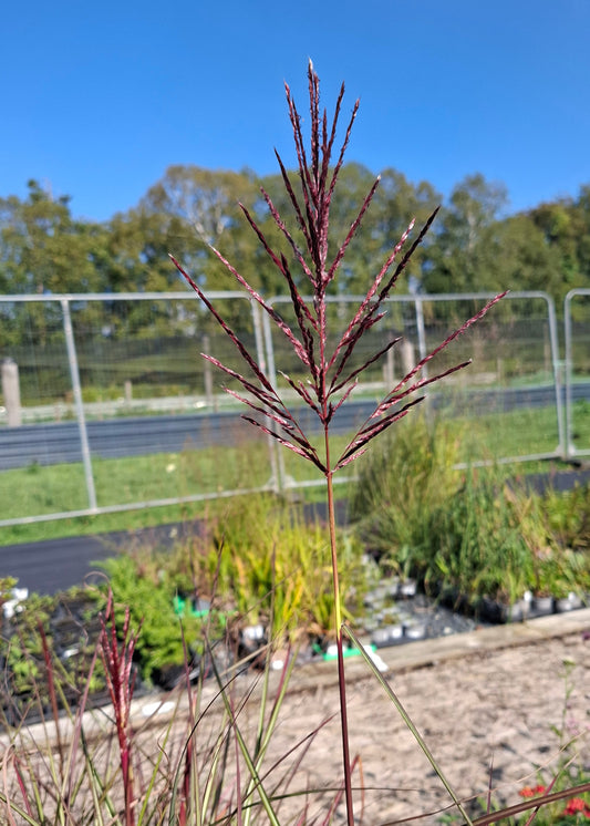 Miscanthus sinensis 'Dread Locks'