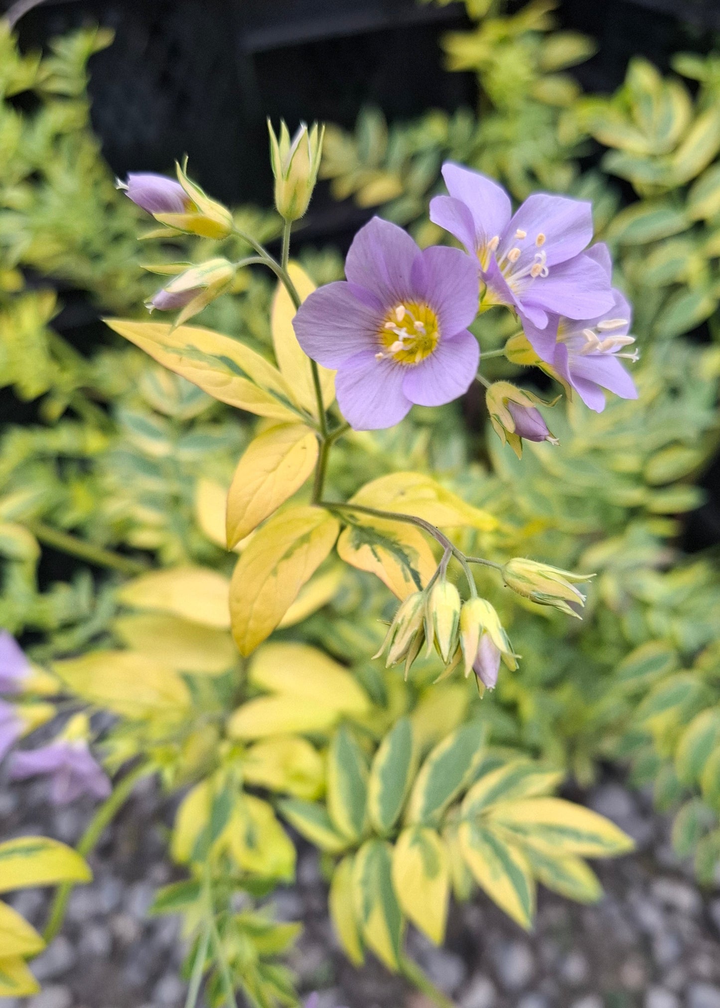 Polemonium pulcherrimum 'Golden Feathers'