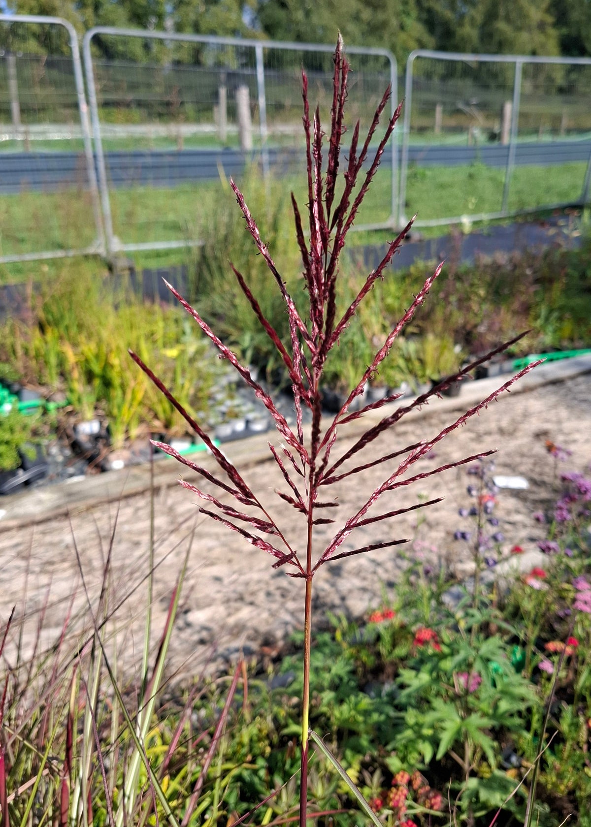 Miscanthus sinensis 'Dread Locks'