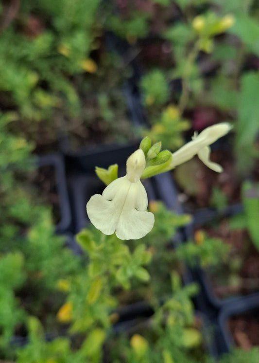 Salvia greggii 'Lemon Light'