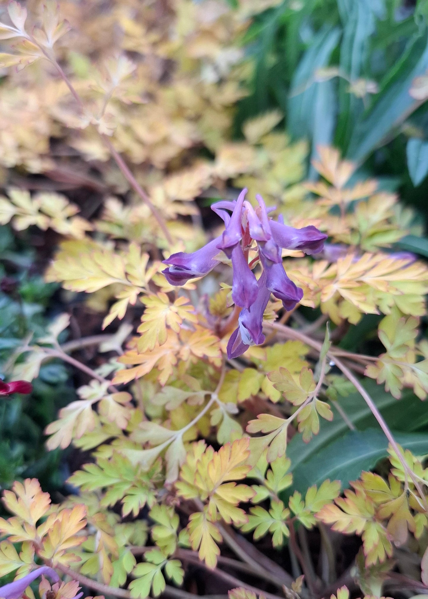 Corydalis shimienensis 'Berry Exciting'