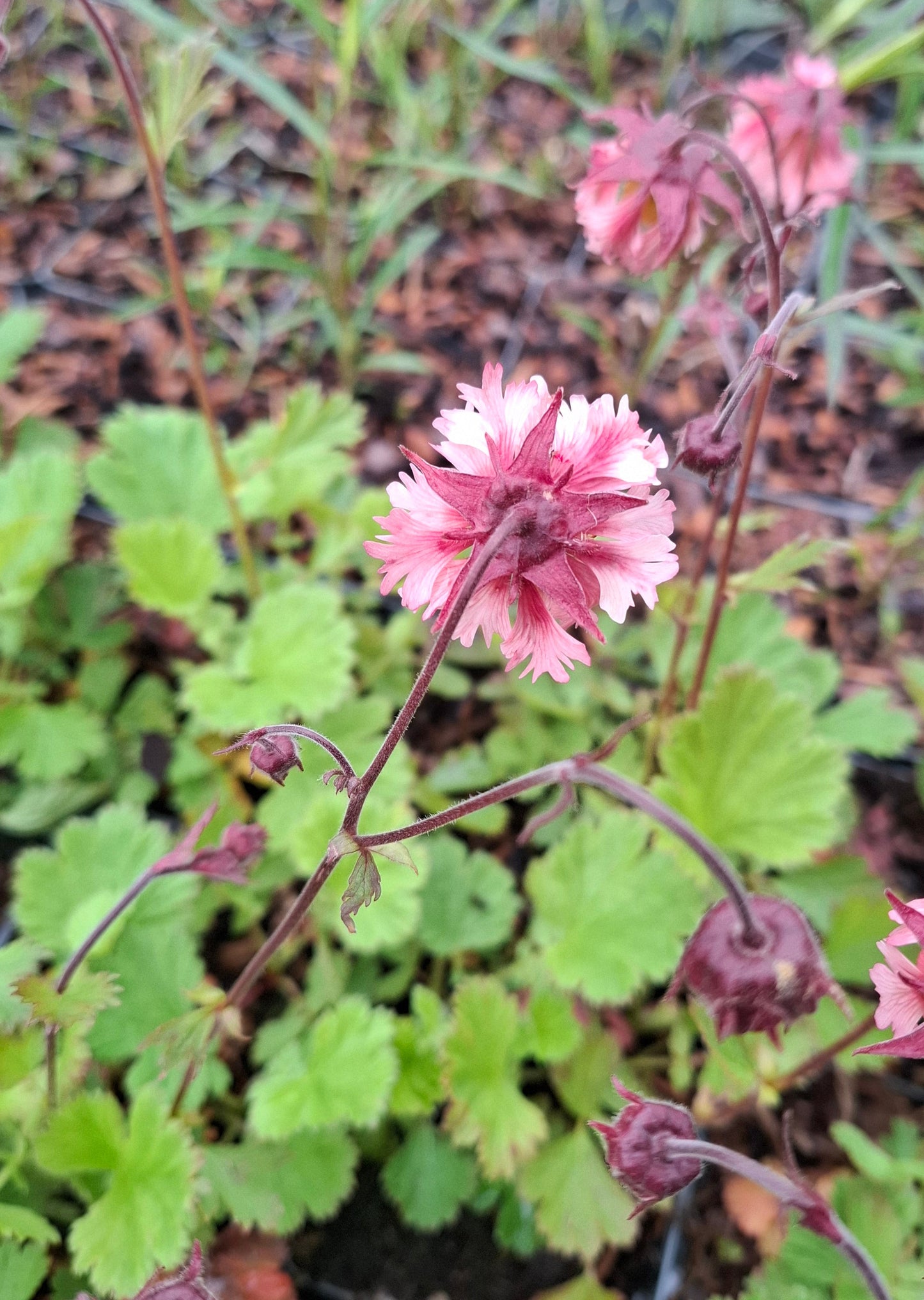 Geum 'Pink Fluffy'