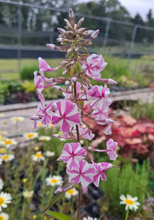 Phlox maculata 'Natascha'