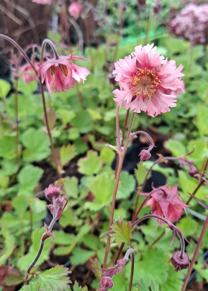 Geum 'Pink Fluffy'